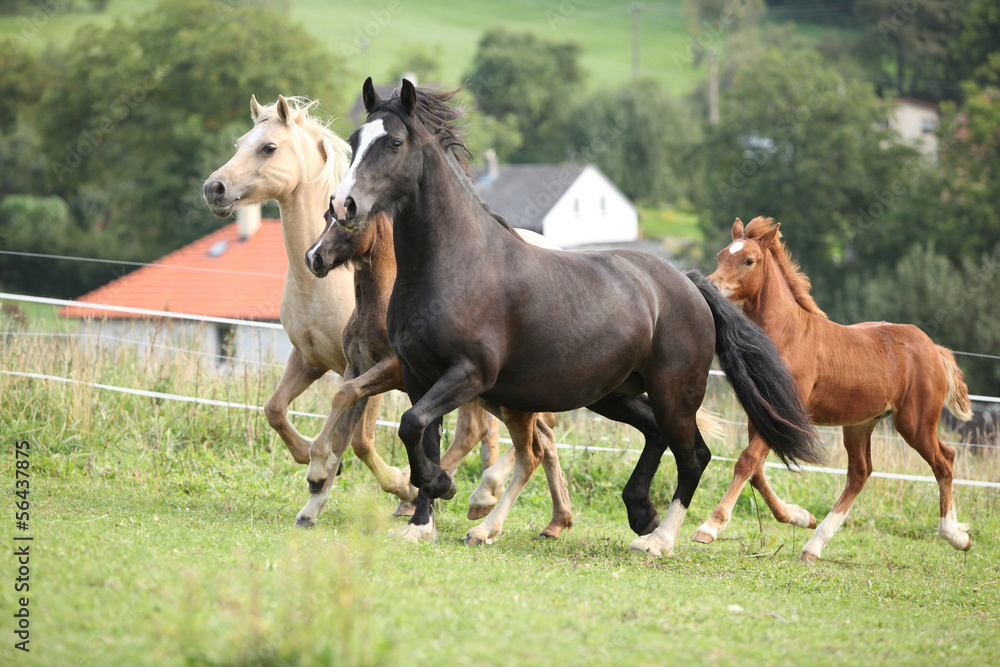 Mares with foals running