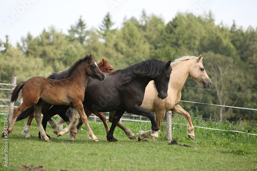 Fototapeta Naklejka Na Ścianę i Meble -  Mares with foals running