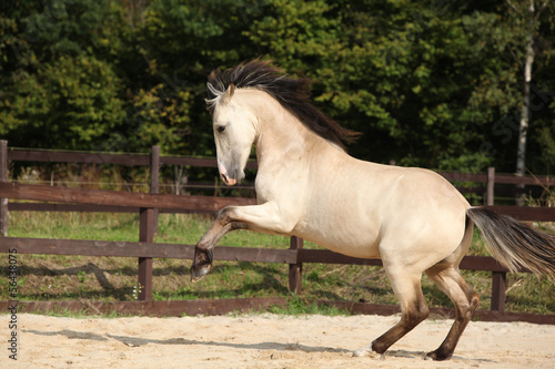 Fototapeta Naklejka Na Ścianę i Meble -  Gorgeous palomino stallion running