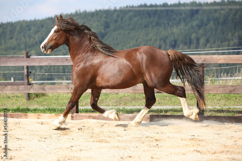 Fototapeta Naklejka Na Ścianę i Meble -  Beautiful stalion with long mane running