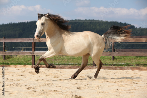 Gorgeous palomino stallion running