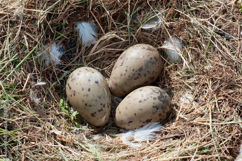 Seagull eggs Seagull eggs