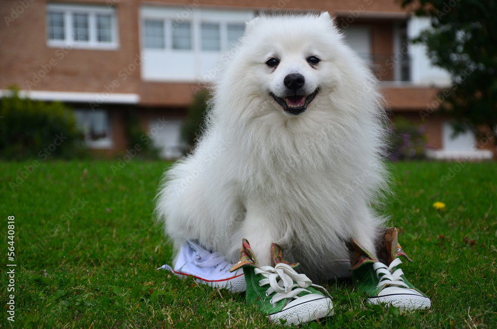 Japanese Spitz in sports shoes, close-up Japanese Spitz in sports shoes, close-up