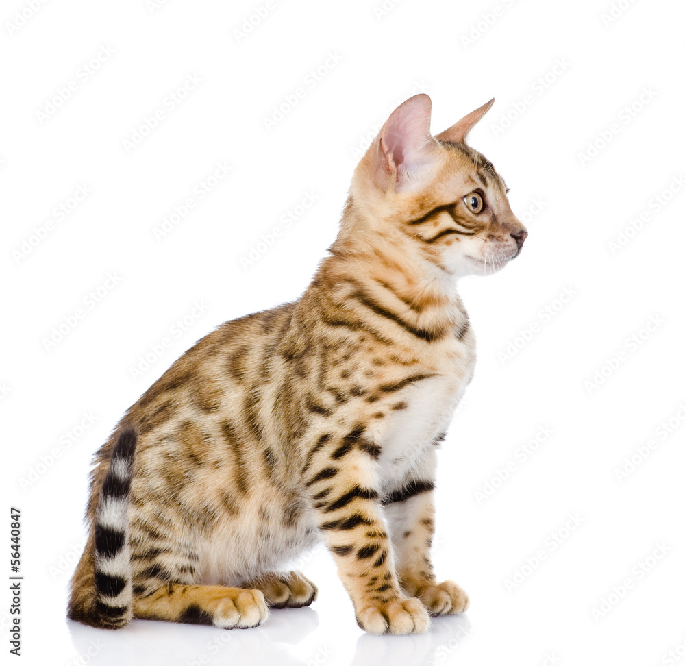 purebred bengal kitten. isolated on white background
