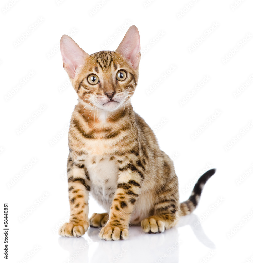 purebred bengal kitten. looking at camera. isolated on white