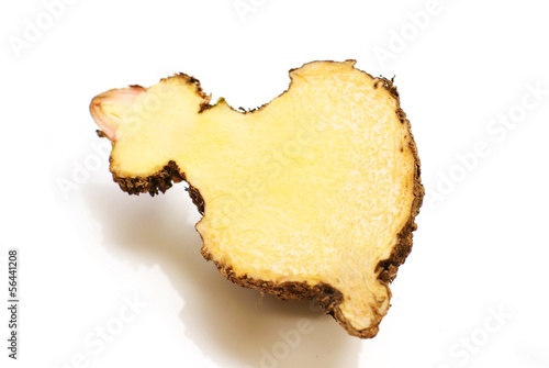 Elephant yam, Stanley s water-tub, Konjac