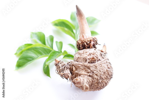 Konjac, Elephant yam, Stanley s water-tub