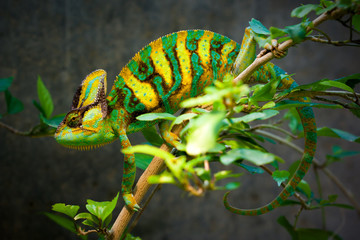 Handdoek met foto Kameleon Gesluierde kameleon zijaanzicht  © Gaschwald