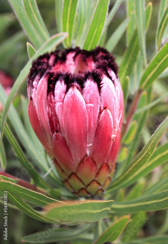 Protea Burchelli growing in the garden photo