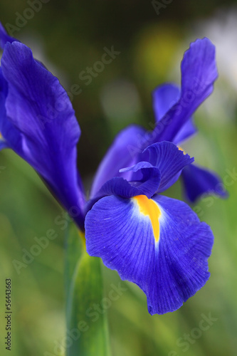 Fototapeta Naklejka Na Ścianę i Meble -  Dutch Iris Professor Blaauw, glistens after rain in the garden