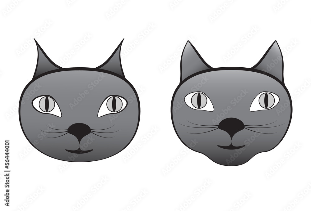 cat cat