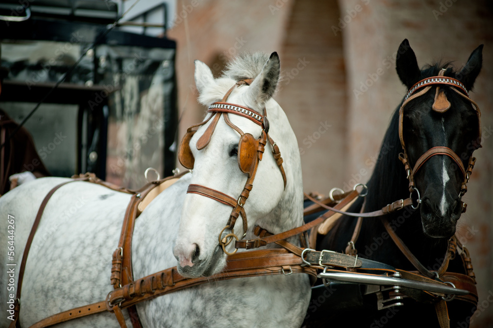 Obraz premium horse carriage