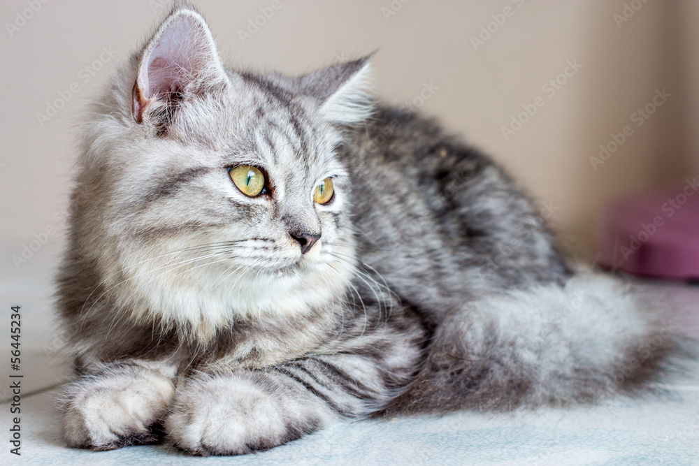 Persian Persian