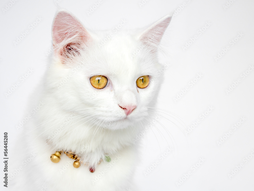 Persian Persian