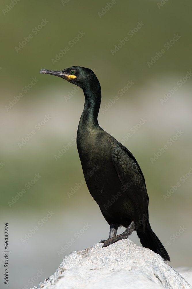 Obraz premium Krähenscharbe, European Shag, Phalacrocorax aristotelis