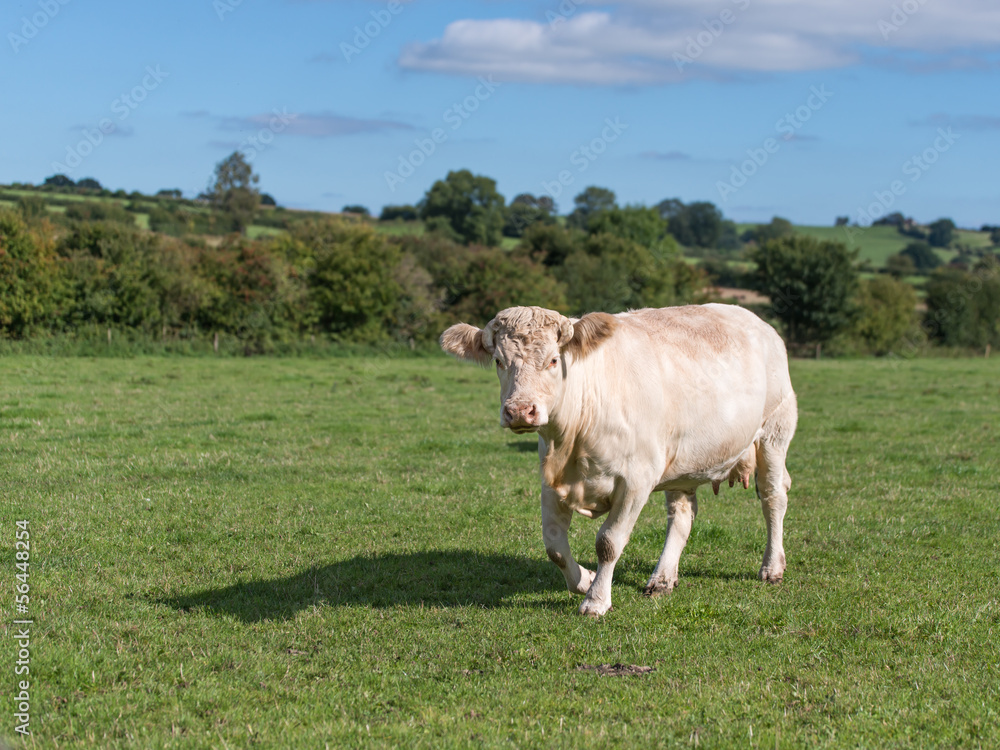 charolais cow