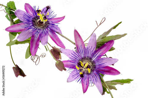 Passionsblumen: passiflora violacea / Studioaufnahme photo