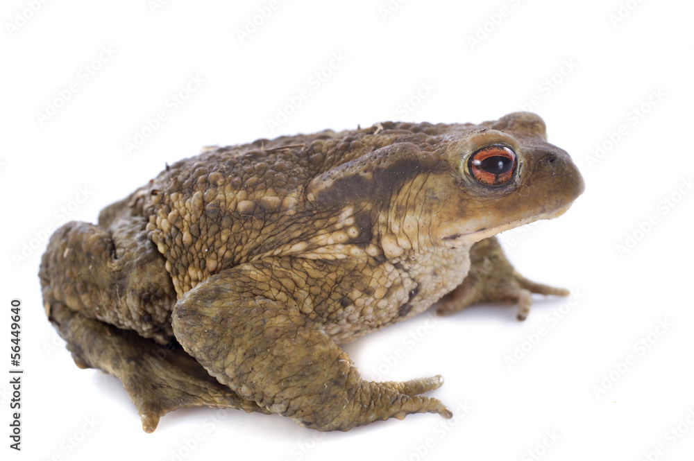 brown toad brown toad