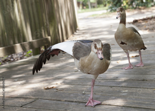 Egyptian Geese