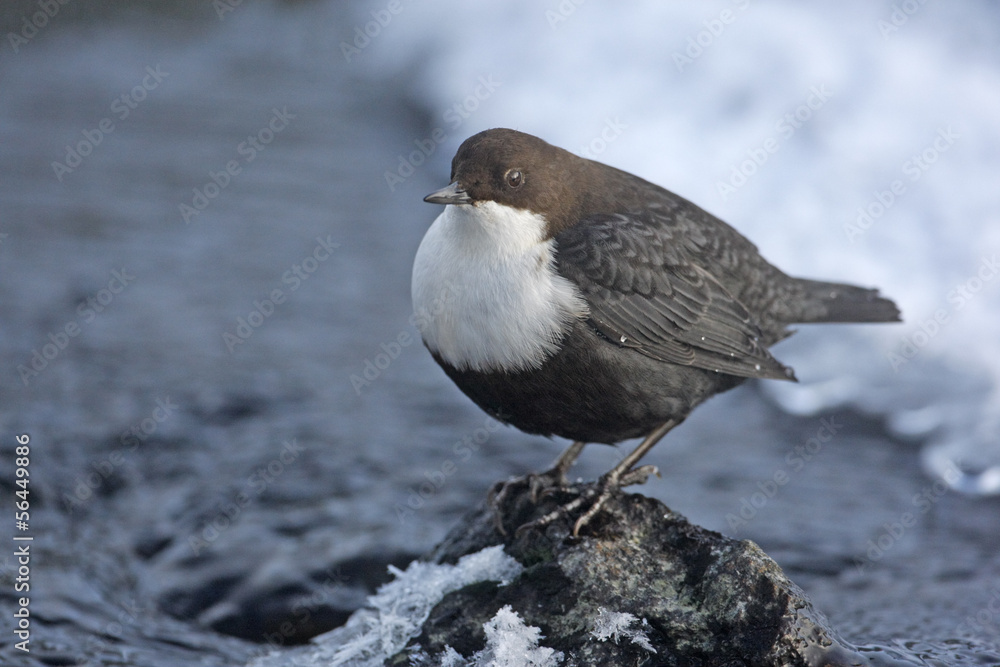 Black-bellied dipper, Cinclus cinclus cinclus Black-bellied dipper, Cinclus cinclus cinclus