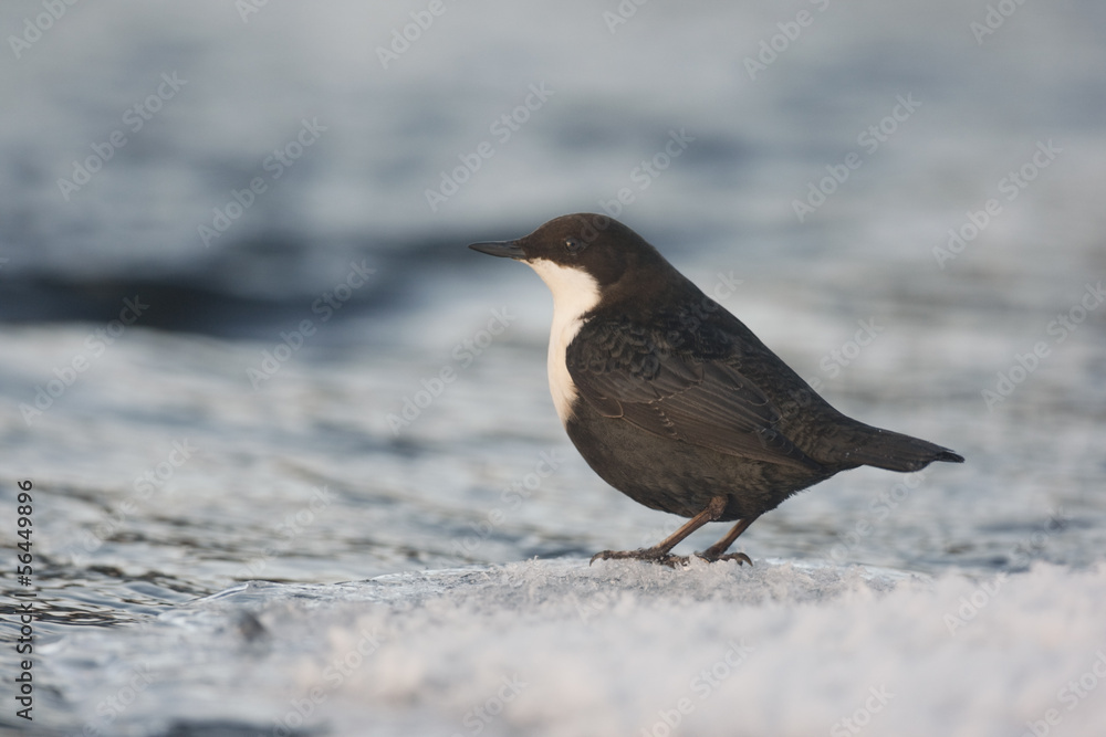 Black-bellied dipper, Cinclus cinclus cinclus Black-bellied dipper, Cinclus cinclus cinclus