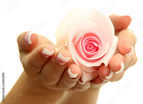 Beautiful woman hands with rose  isolated on white