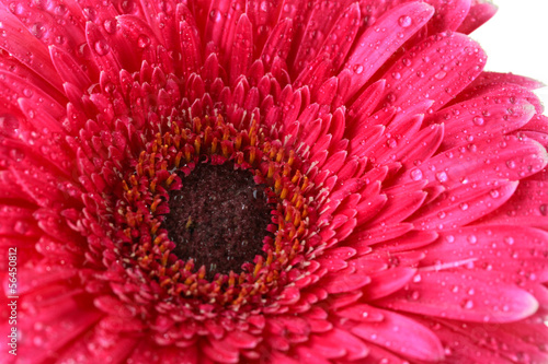Beautiful pink gerbera flower, close up