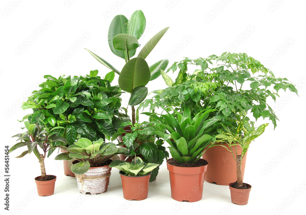 Fototapeta premium Beautiful flowers in pots isolated on white