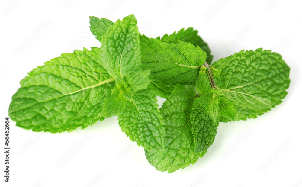 Mint isolated on white Mint isolated on white