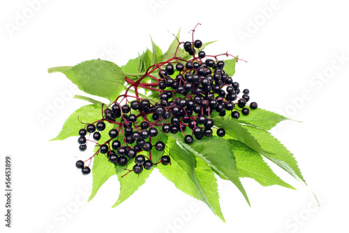 Elderberry fruits