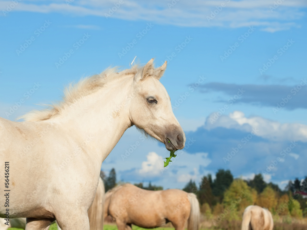 portrait of welsh pony foal in the pasture portrait of welsh pony foal in the pasture