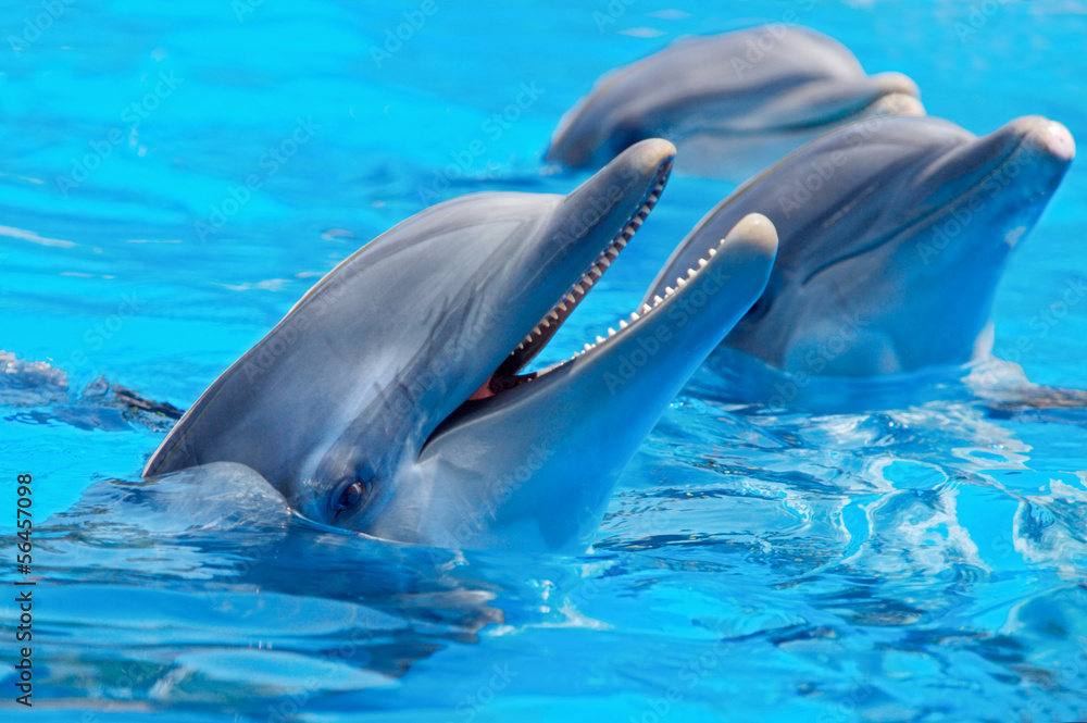 Fototapeta premium Trzy piękne i zabawne delfiny