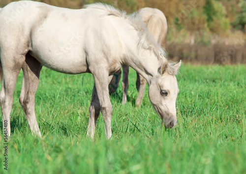 cremello  welsh  pony  foal in the pasture