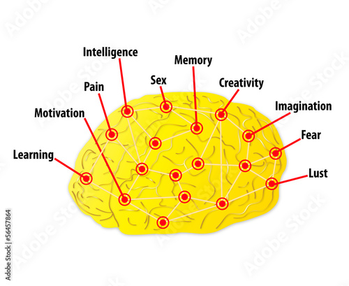 Human brain