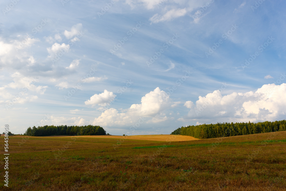 Fototapeta premium Summer landscape with a field and clouds