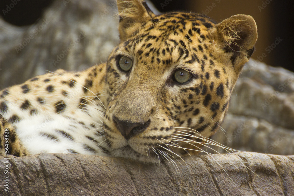 Obraz premium Leopard cat
