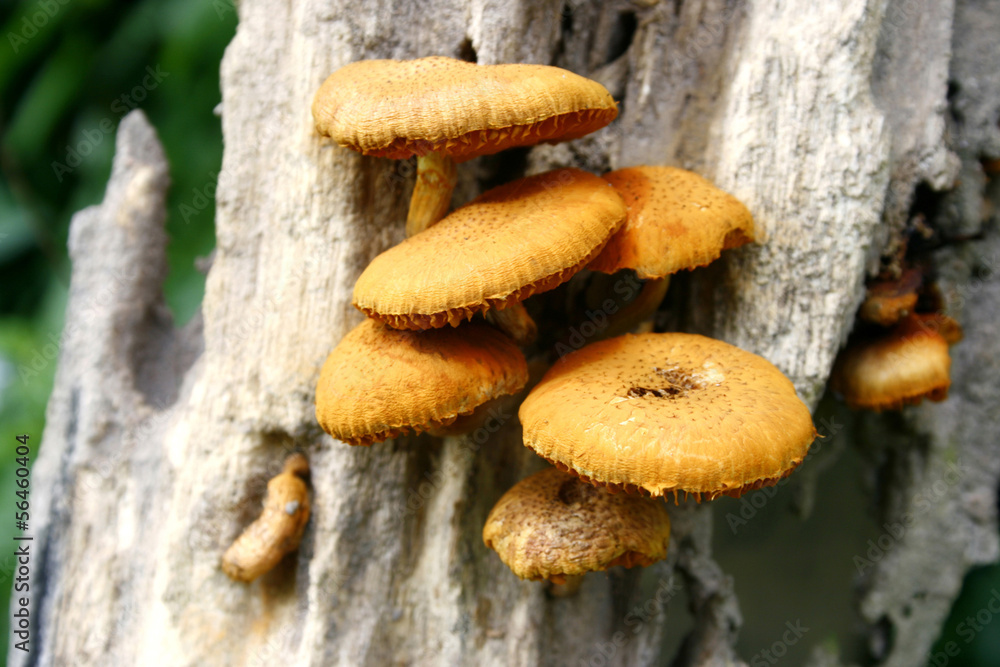 fungi on timber