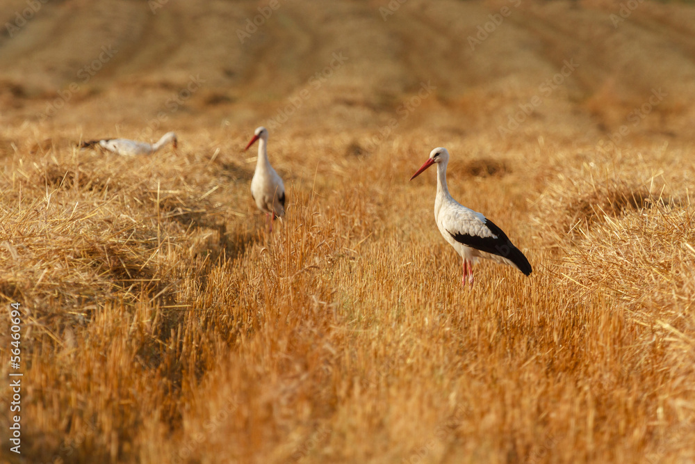 stork stork
