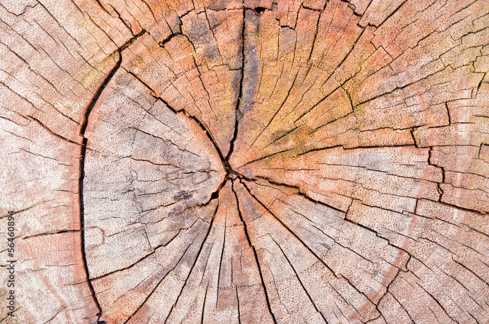 Fototapeta premium Wzór drewna.