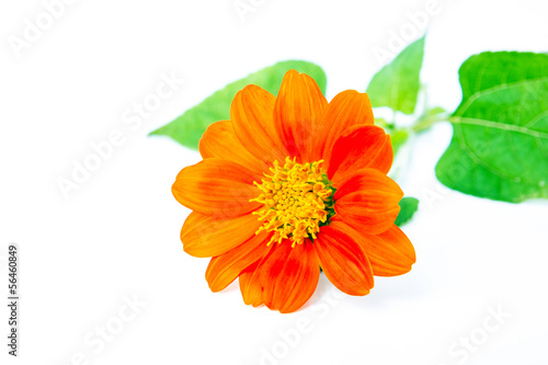 The orange flower isolated on white background