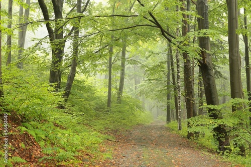 Early autumn beech forest in the fog