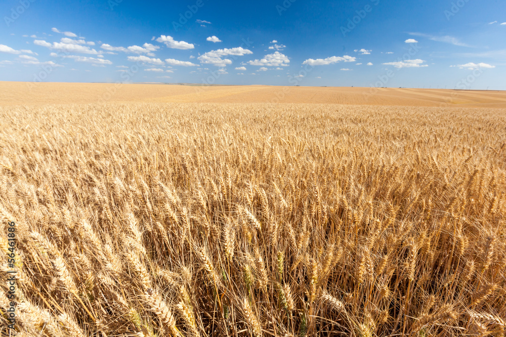 golden wheat field ready for harvest with blue sky golden wheat field ready for harvest with blue sky