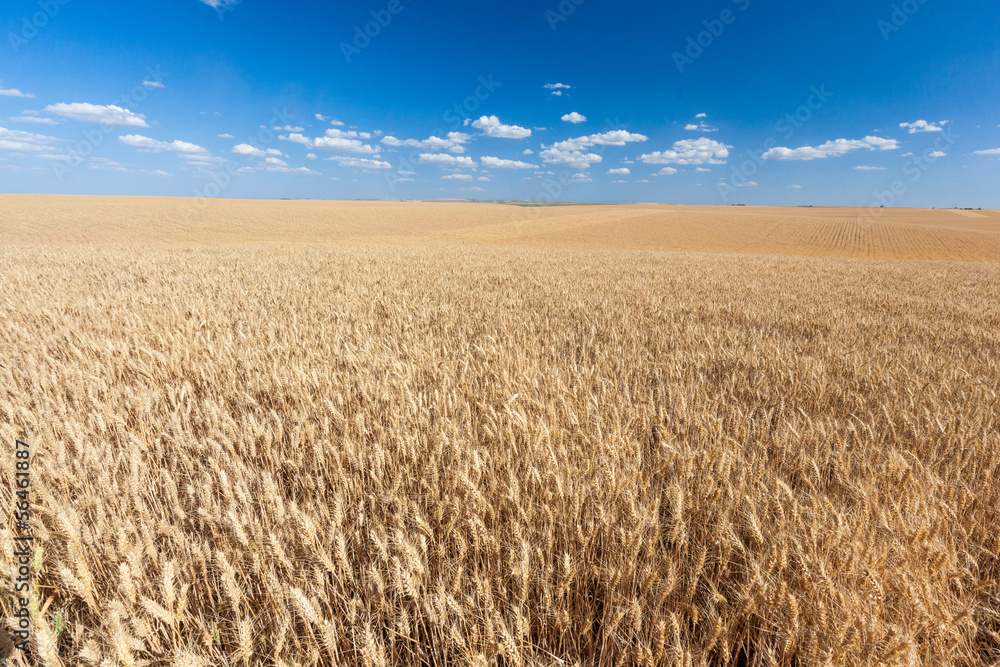 golden rice field ready for harvest with blue sky golden rice field ready for harvest with blue sky