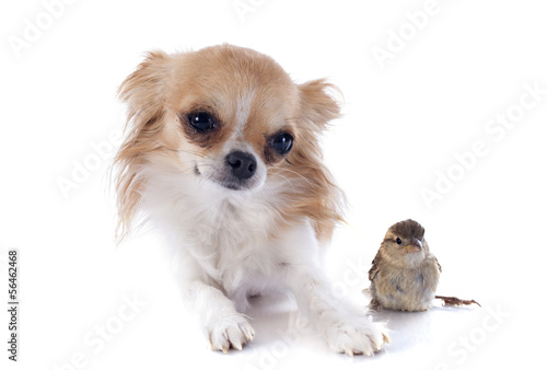 chihuahua and sparrow © cynoclub