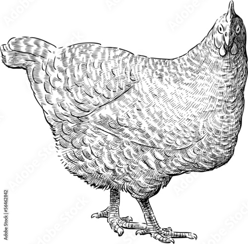 pedigreed hen