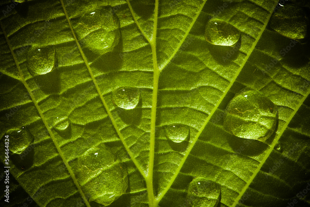 Fototapeta premium Green leaf with waterdrops