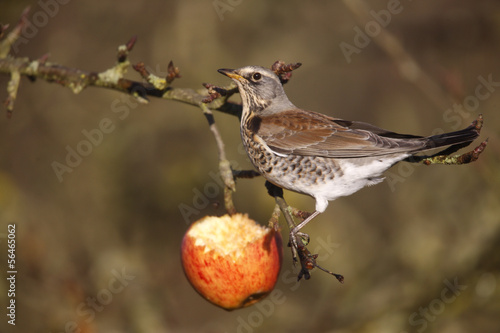 Fieldfare Turdus pilaris photo