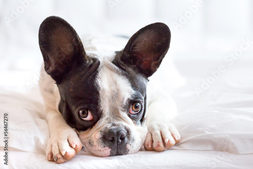 Adorable French bulldog puppy lying in bed © Patryk Kosmider
