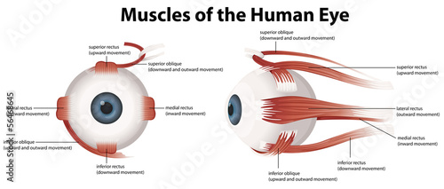 Muscles of the Human Eye