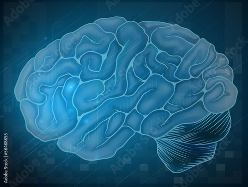 Brain